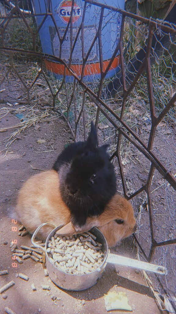 Throwback to my little ones. Canela is now watching over me from the stars, while Sombra continues to rule the house as my favorite Queen.