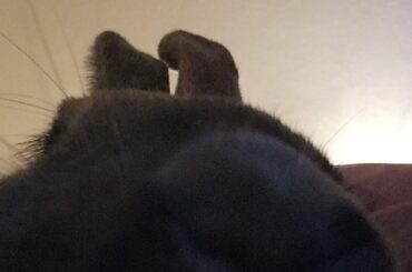 Rabbitposting because I love my bun