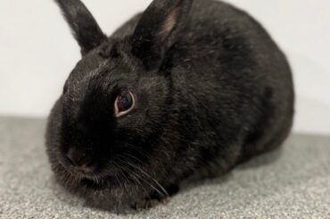 What breed is my rescue?