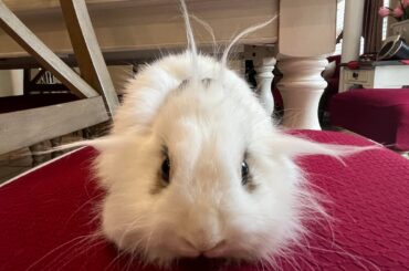 Sometimes I like to sculpt Alfonso's hair tufts