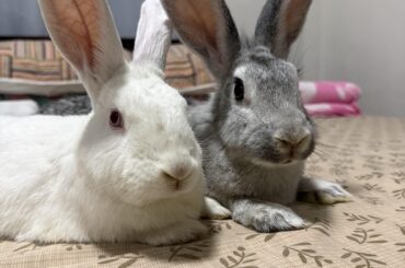My inseparable pair, just chilling on the hooman’s bed