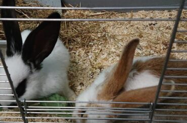 Could someone identify the Breed of my bunnys?