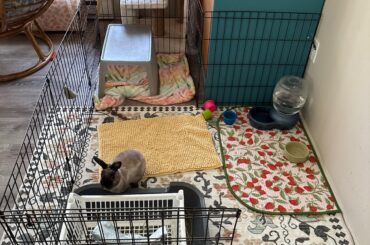 Any good enrichment ideas?/ my enclosure looks so boring/bonding tips!