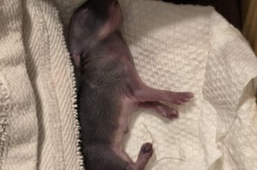 I think I found a baby bunny, how should I help it until I can relocate?