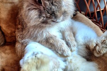 Does anyone else have a bunnie who likes to sit like this and thinks it’s invisible?