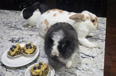 Firstbun turned 4 today!