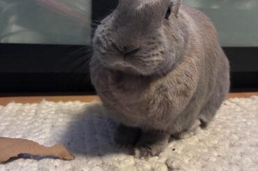 stormy’s first GI stasis