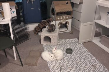 Romeo and his Wives (poopy butt)