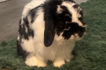 Lordosis Experiences