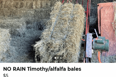 Is this the kind of hay I should be looking for?