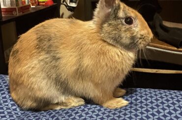 What kind of bunny is this?