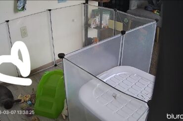 When blueberry passed out while I’m at work I miss him!