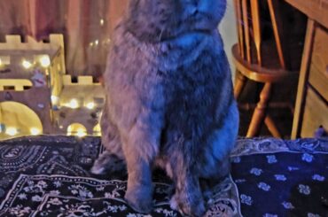 My bun has developed a leopard-like spot on his ear!