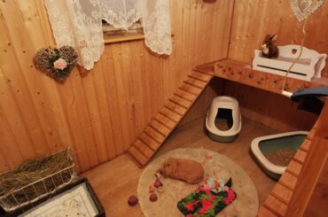 Would you get your widowed bunny a new companion at almost 8 years old?