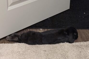Black noodle