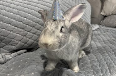 When to switch to adult pellets?