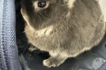 Vet visit after a fire🔥😪