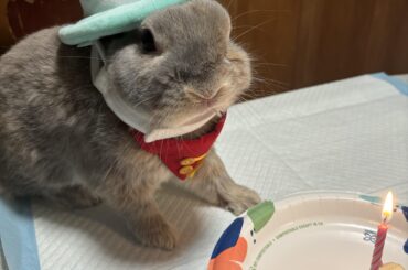 Happy Birthday Thumper🎉🎉🎉