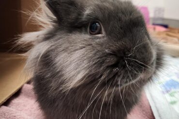 Recommendations/thoughts on an indoor hutch as a hidey hole?