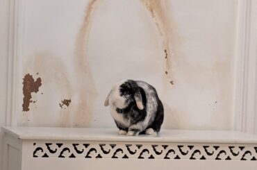 The weird and wonderful world of rabbit googling