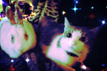 Renegade and Artemis