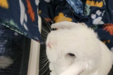 Cute bun-bun