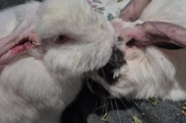 Both our rabbits had Ear Canal Surgery