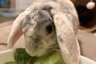 Thumping during pets