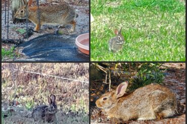 FIVE bunnies out back today!!