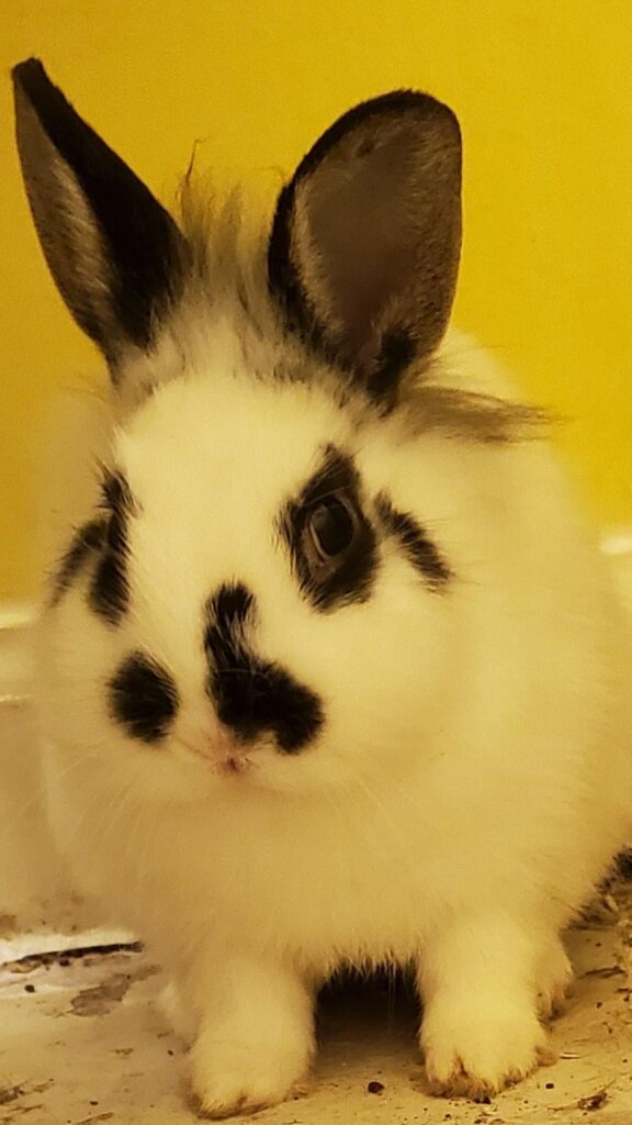 Camera alerted me to movement, found a lost/abandoned bunny. Breed/Tips?