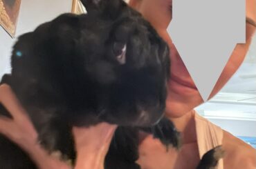 His dirty little feet are my undoing.