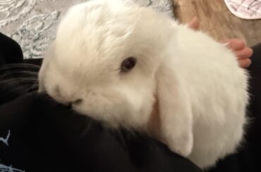 I dont know how to act when he jumps on my lap