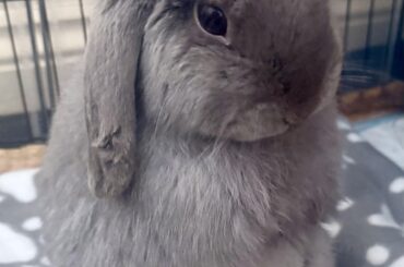 He is a criminal- post castration problems update