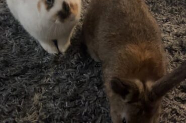 New bun owner! Advice/support wanted :)