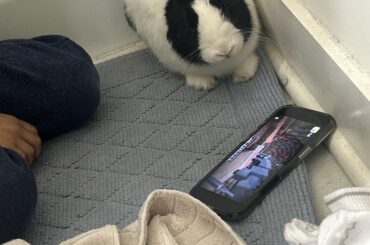 my little brother and bunny watching minecraft gameplays