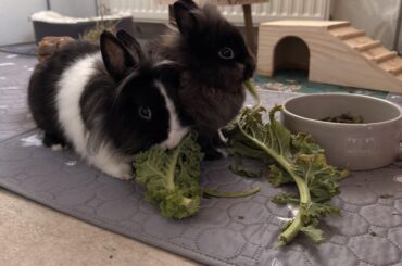 My Babies finally back together