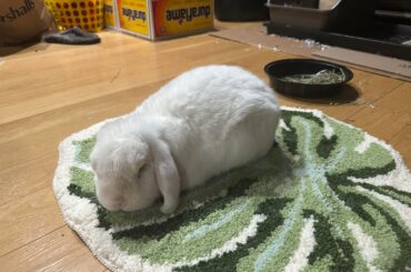 Walter White got a new leaf rug mat and he loves it!