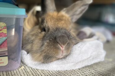 Fire Alarm tests in my building, stressed bun