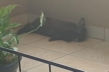 Finally a "good" pic of my flopped bun!