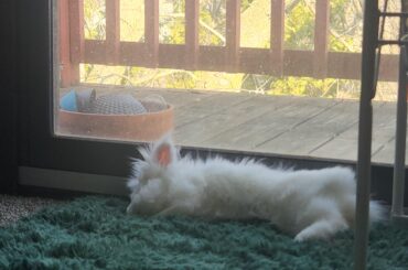 Miss Cloud after mom finds out she ripped up the couch