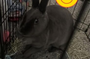 Bunny needing rehoming in Houston TX