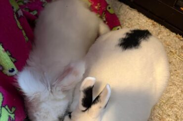 Snuggle bunnies :3