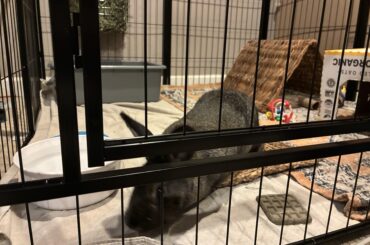 Adopters remorse (advice?)