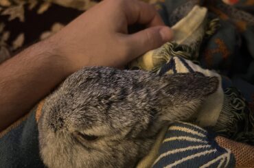 How do I help regrow leg fur?