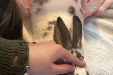 How to get a bunny used to/comfortable with other people..