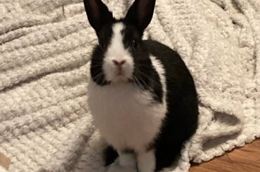 New baby!! ❤️🐰