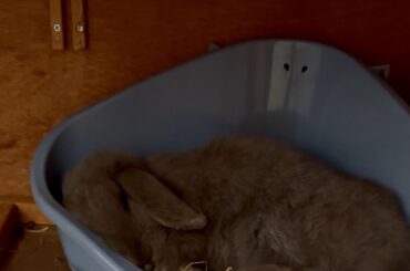 Castration advice please