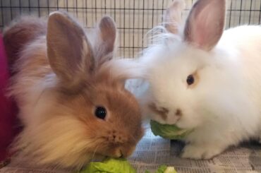 Fluffy boys (question)