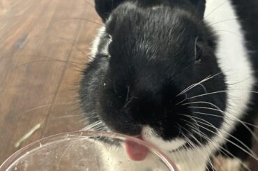 I Have Taken What Maybe THE Cutest Bun Photo Ever
