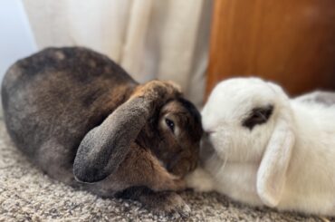 Litter Box Woes